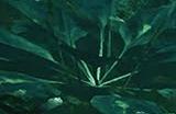 《绝地潜兵2》新债券“毒蛇突击兵”公布 首次提供皮肤配色