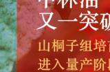 产业又一突破,中林油山桐子组培苗进入量产阶段!