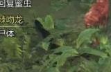 《怪物猎人：荒野》攻击伤口作用介绍