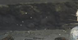 《怪物猎人：荒野》新事件6月上线 可得超可爱艾露猫头盔