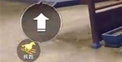 腾讯手游《和平精英》能骑马了：吃草回血 机动性强