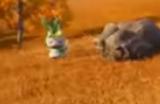 《幻兽帕鲁》石掌猿具体作用介绍