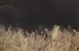 《明末：渊虚之羽》吃人头陀长刀打法思路分享