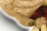 卡普空暗示《怪物猎人：荒野》与《街头霸王》联动活动