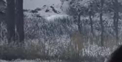 《颂钟长鸣》沼泽区湿木丛林附近有什么资源