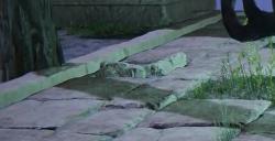 《艾尔登法环》希芙拉河祖灵BOSS图鉴