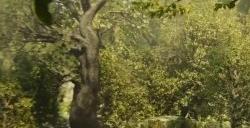《狂野之心》最新CG预告“驯服变得狂野的世界”公开