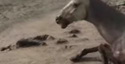 《猎杀：对决》火男爆炸自然死亡算玩家的人头吗