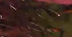 《星河舰队：灭绝》现已正式发售 新增单人教程模式