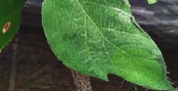 《刺客信条：影》风暴系统获赞 手机和电脑壁纸下载