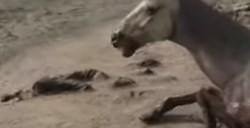 《猎杀：对决》怎么刷水蛭增长经验
