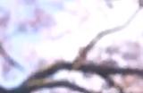 《无限暖暖》樱花树拍照点位介绍