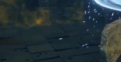 《艾尔登法环》双月骑士蕾拉娜BOSS图鉴