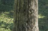 《猎人：荒野的呼唤》赫希费尔登动物有什么特点