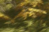《猎人：荒野的呼唤》夸特罗的欧洲薮兔怎么抓