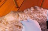 《幻兽帕鲁》飞行速度最快的帕鲁是什么
