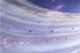 福利加码，共度假期！《以闪亮之名》“梦洲笙歌”双五星新版本今日上线