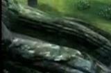 传言称《上古卷轴4：湮没》重制版将于4月公布发行