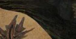 《怪物猎人：荒野》煌雷龙具体弱点介绍