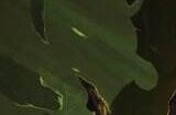 魔兽世界11.0前夕酒仙天赋 魔兽世界正式服酒仙攻略