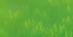 《牧野之歌》游戏幸福香菇获得方法介绍