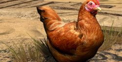 《巫师3：狂猎》高清Mod   更加生动的猫、鸡等动物