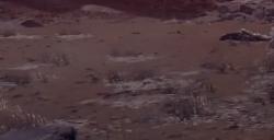 《艾尔登法环》尖刺山的山底飞龙BOSS图鉴