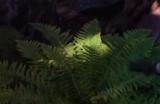 《最终幻想7重生》支线任务攻略 寄托在武器上的愿望流程详解