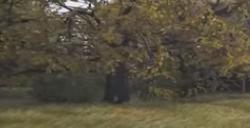 《颂钟长鸣》游戏阳光山谷有什么资源