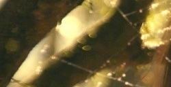 2024年上映的好莱坞大片名单 《沙丘2》《死侍3》《小丑2》等
