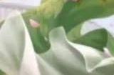 2024王者荣耀元宵节返场皮肤有哪些 最新元宵节返场皮肤一览