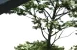 《模拟农场25》种植水稻方法介绍