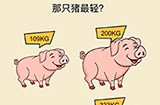 全民烧脑新版第2关攻略  哪只猪最轻