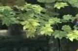 陶德一直在拒绝《上古卷轴》改编成电视剧 必须保持高水准