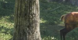 《猎人：荒野的呼唤》赫希费尔登动物有什么特点