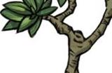 《饥荒海难》红树作用介绍