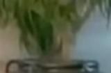 英伟达CEO黄仁勋现身深圳！参加年会和员工庆祝春节