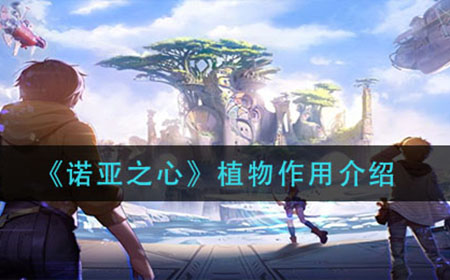 诺亚之心植物有什么用  植物作用介绍