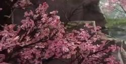《永劫无间》全景光追和DLSS光线重建 画面提升