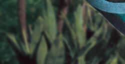 为庆祝《孤岛惊魂》20周年育碧发布特殊版生日快乐歌