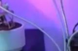 CDPR危？ZZZQ女拳加盟 担任高级编剧