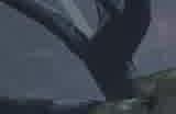 《最后纪元》召唤物词条影响介绍