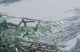 《雪橇手》下载安装教程介绍