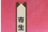 阴阳师寄生魂悬赏怎么打