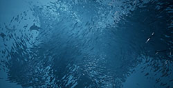 海洋探索游戏《鲸葬》上线Steam页面预计将于9月发售