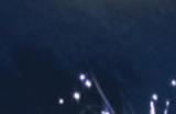 倒计时1天!来《二之国：交错世界》养成你的专属帕鲁!
