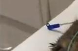 花20万给17岁老年猫做肾移植！国内猫肾脏移植手术要火了