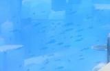 《潜水员戴夫》员工技能有什么用 员工技能作用介绍