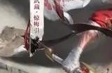 王者荣耀宫本武藏惊梅引多少钱 宫本武藏新皮肤惊梅引介绍