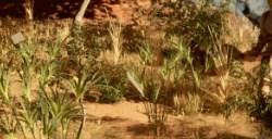 《夜莺传说》圣餐仪式怎么解锁